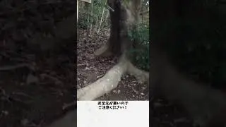 【山の神】万石（まんごく）近くTatsutaYama 【立田山】small shrine【熊本市】#Short