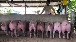 Raising pigs | Good meat .