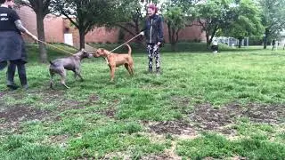 Money and Else leash test (5/15/21)