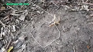 Melhor armadilha de laço com gatilho sensível para pegar animais