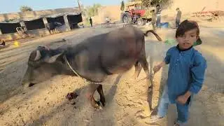 Buffalo video | Buffalo calf care | Chacha Bhatija