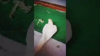 my bird thinks that green mat is drums 😂what a crazy bird