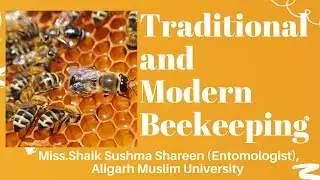 Traditional and Modern Beekeeping: A Comprehensive Guide