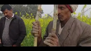 गन्ने के साथ सरसों की सहफसली खेती, इस तरह करने से गन्ना नीचे क्यों पतला हो जाता है?