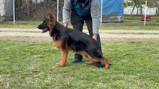 German shepherd puppy. Love the anatomy of this boy. Nemacki ovcar duge dlake 