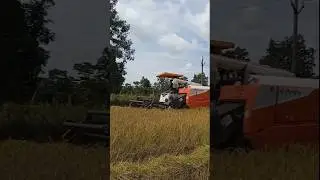 Kubota CD99 G harvester High speed rice harvesting machine #sortvideo