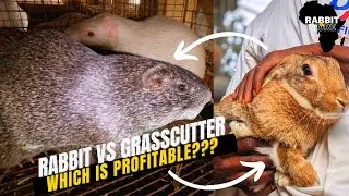 Is Rabbit Farming Profitable than Grasscutter Farming?