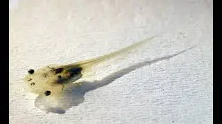 Stem Cell Signal Drives Macrophage Shift for Tadpole Tail Regeneration
