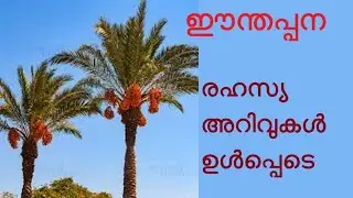 ഈന്തപ്പന | ഈത്തപ്പന | Date Palm | Phoenix dactylifera | Arecaceae | dates | botany | ayurveda