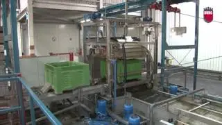 Burg Machinery - Underwater bin filling for apples and pears
