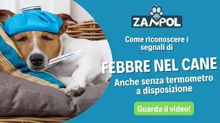Come capire se il tuo cane ha la febbre (anche se non hai un termometro a disposizione)