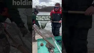 Northern Pike Netting on Conesus Lake