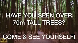 Inside Rotorua&rsquo;s Enchanting Redwoods &ndash; Hidden Gem! 👀🌲