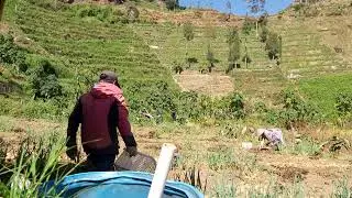 Panen Kentang Dieng | Part 1