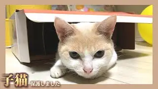【問題発生】赤ちゃんと猫が仲良くなり過ぎた結果