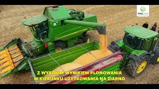 Kukurydza SERAFINO FAO 250 - posłaniec wysokich plon&oacute;w