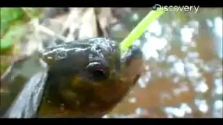 Ecuador Fishing Piranha