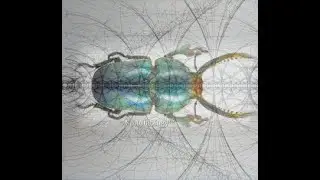#51 Birkeland-Dougherty Spectrum, Spin foam, Space-Time Geometry, Higgs Field, Universal scaling