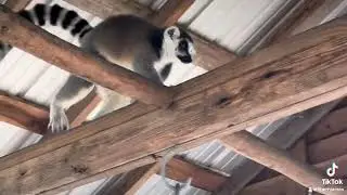 Lemurs!