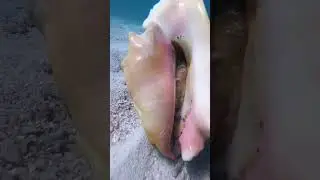 Nice queen conch! 🐚