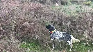 Cinghiale con il cane da ferma