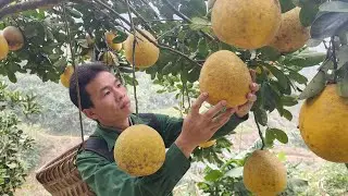 Триу Кханг собирает гигантские помело, наслаждаясь блюдами с богатым вкусом своего родного города.