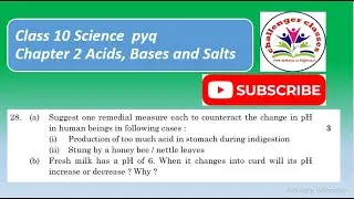 Fresh milk has a pH of 6. When it changes into curd will its pH increase or decrease? Why?