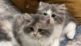 Rekaman  coco dan moli tanpa sound dan efek