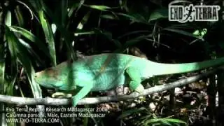 Exo Terra - Madagascar: Calumma parsonii