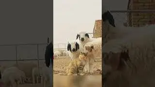 The cat and the sheep are good friends