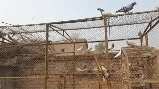 Beautiful Video My Setup Today | KHAKHI PIGEONS 