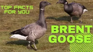 Brant facts 🦃 Brent Goose 🦤 breed on the high-Arctic tundra ❄️