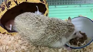 🎧 EXTREME ASMR 🦔 Super Crunchy & Loud Eating Sounds [PURE AUDIO]_Cre:kimxuyen