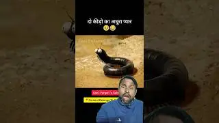 Insect or Bug Cartoon Funny Story 😂😂