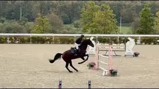 Hurricane 16 (Typhoon S x Rubert R) - Amateur 1 - Haras du Pin