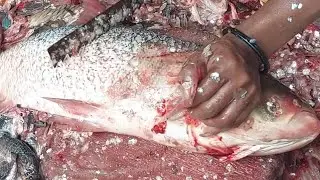 24 March 2023 biggest silver fish cutting skills show