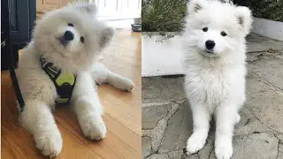 Cute & Funny Samoyeds Video Compilation 4K #12