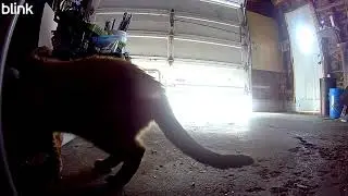 Candid Cat Camera 0100 MAY 22 2025
