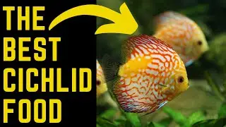 top brands color up fish food for cichlids 2020