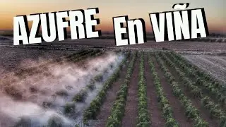 Aplicando azufre en viñedo para combatir el oidio eficazmente! 🚜💨