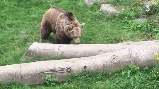 Zoo de Fort-Mardyck : les ours Kiwi et Domi vont être placés dans une réserve
