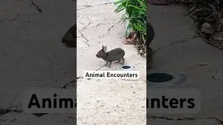Random Disney magic 🐇 Animal Kingdom is full of surprises! #Shorts #DisneyAnimals #DisneyWorld