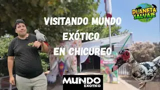 Visitando a mundo exotico en chicureo