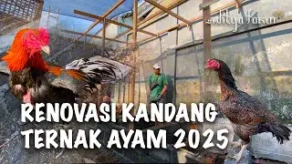 PART 1 UPDATE RENOVASI KANDANG TERNAK AYAM | ADITYA FARM 99