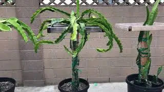 How to Prune Your Dragon Fruit