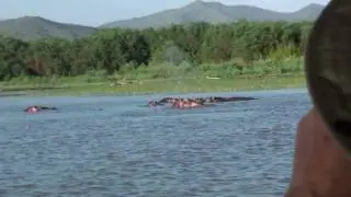 Hippopotamus of Ethiopia