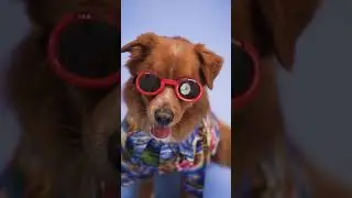 cane simpatico che sta in ferie #shorts