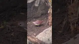 Beautiful Cinnamon Ground dove #wildlife #birds #cinnamon #ground #dove #tiktok