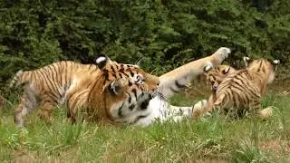 Amoertijger Malinka met haar welpjes, juli 2025, in Beekse Bergen. *Amur tiger Malinka & triplets.*