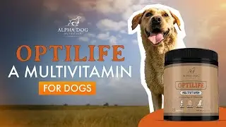 Introducing OptiLife: The Ultimate Multivitamin for Your Dog's Health!